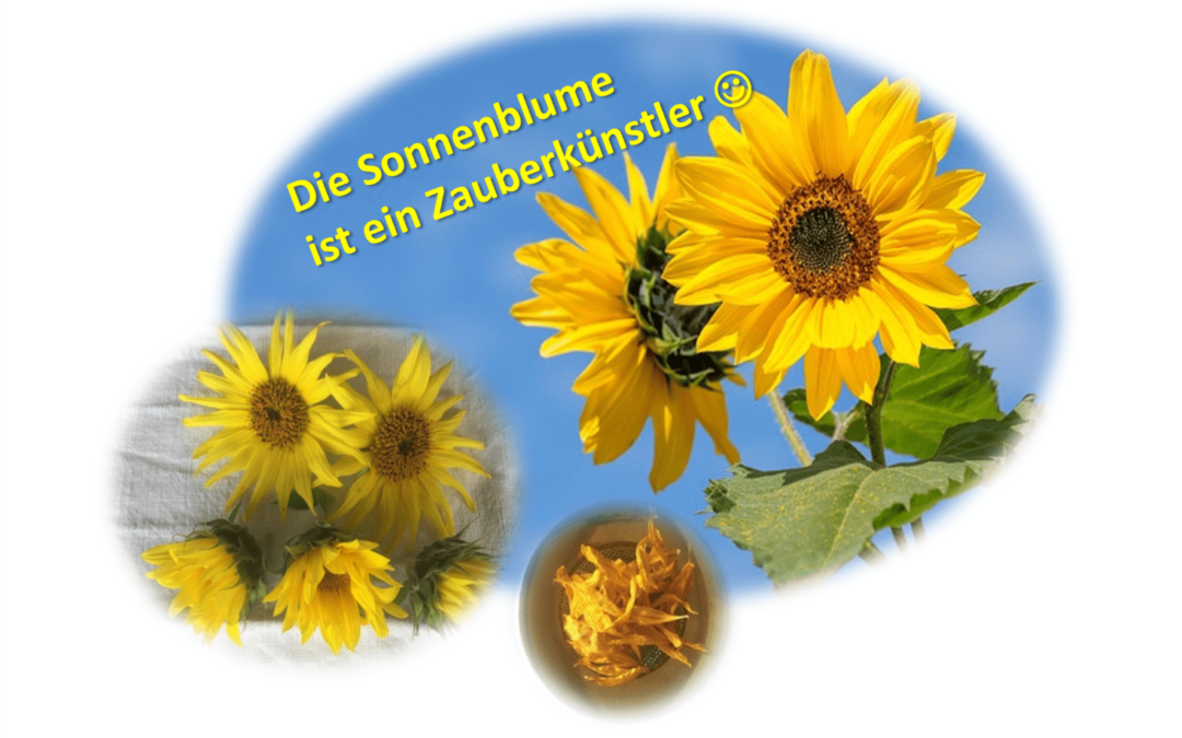 Die Sonnenblume