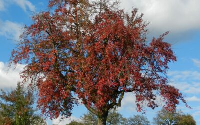 Der Herbst